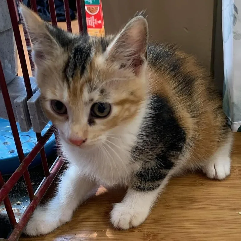 A baby small-sized female Calico Domestic Short Hair cat named Snickers for adoption in Danbury, CT