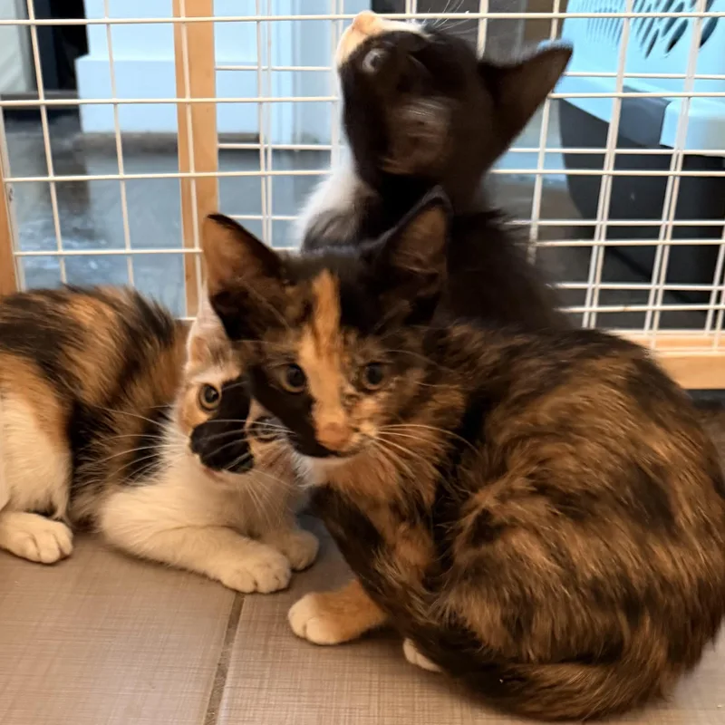 A baby small-sized female Calico cat named Thora for adoption in Houston, TX