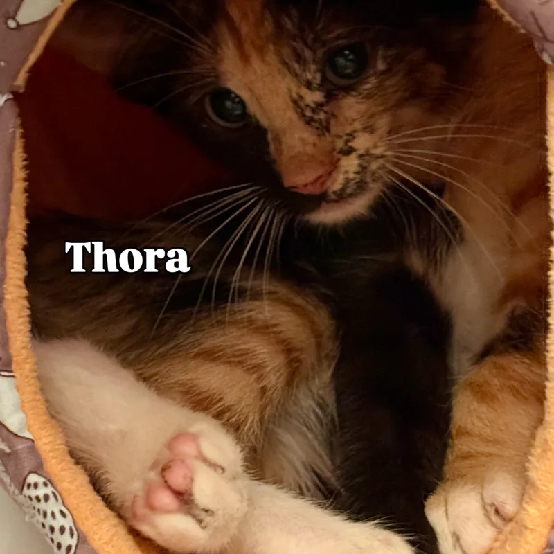Thora thumbnail 3