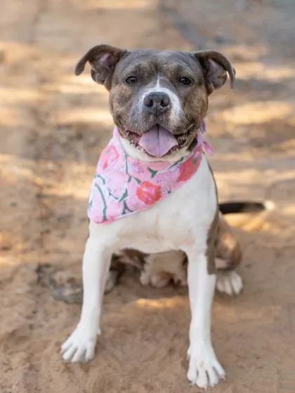 An adult medium-sized female Pit Bull Terrier dog named Mabel for adoption in Atlanta, GA