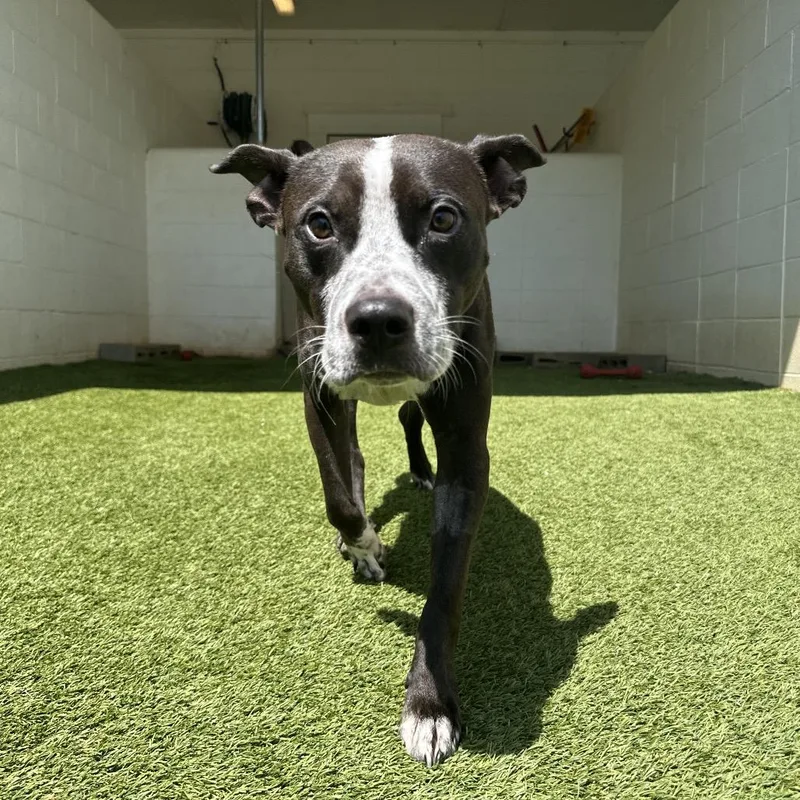 An adult medium-sized male Mixed Breed dog named Webster for adoption in LOXAHATCHEE, FL