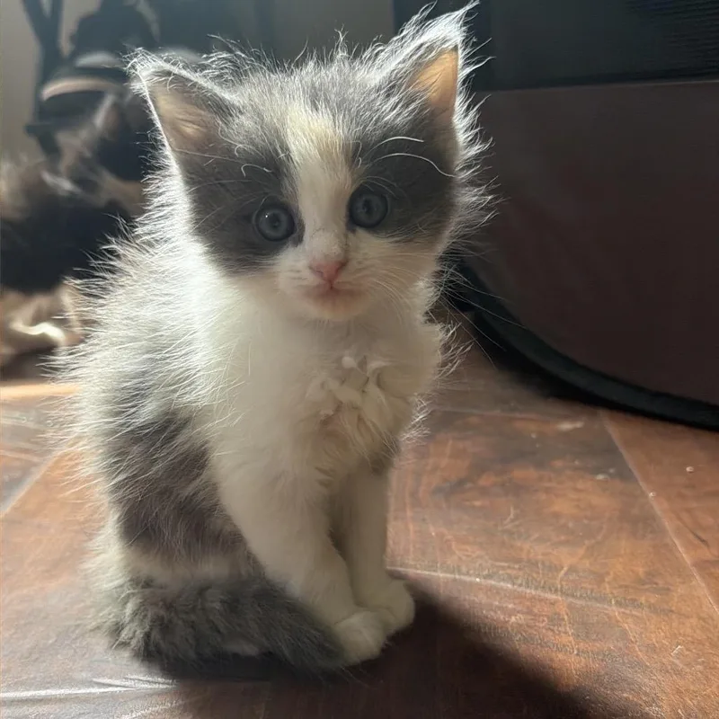 A baby small-sized female Calico Domestic Short Hair cat named Paramore for adoption in Fairmont, WV
