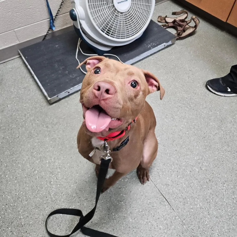 An adult medium-sized male Brown / Chocolate Pit Bull Terrier dog named Presley for adoption in Wilmington, DE