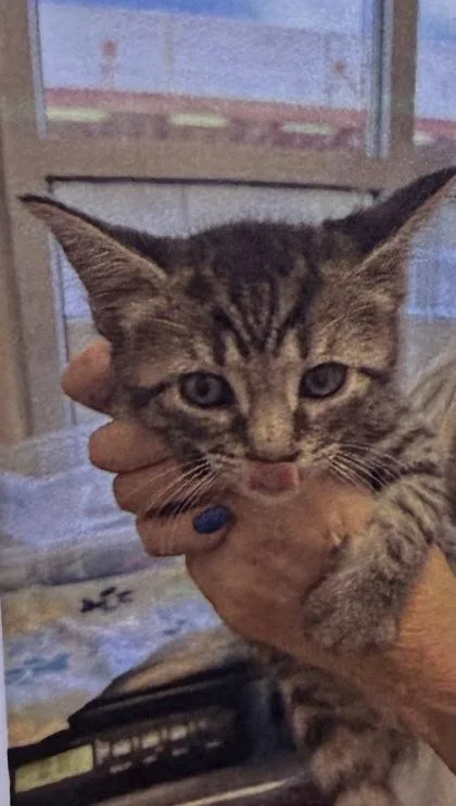 A baby medium-sized male Domestic Short Hair cat named Nessie for adoption in West Chester, PA