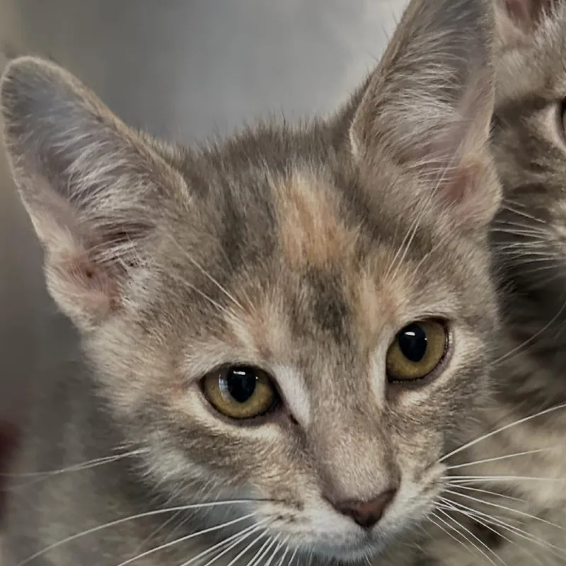 A baby small-sized female Gray / Blue / Silver Domestic Short Hair cat named Lexx for adoption in Wappingers Falls, NY