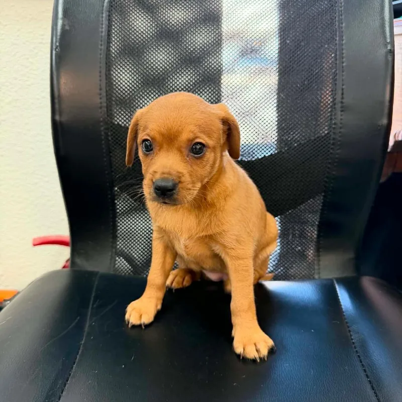 Coco