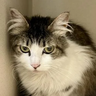 A young small-sized female Domestic Medium Hair cat named Bitty for adoption in Burlington, WA