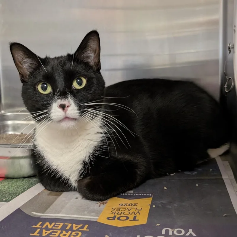 An adult large-sized male Black Domestic Short Hair cat named Pip for adoption in Brookfield, WI