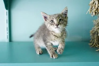 A baby small-sized female Domestic Short Hair cat named Jam for adoption in San Antonio, TX
