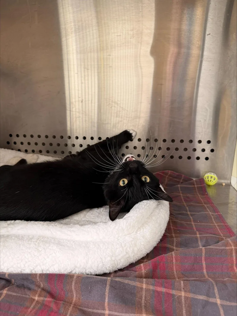 An adult medium-sized male Black & White / Tuxedo Domestic Short Hair cat named Rollo for adoption in Herndon, VA