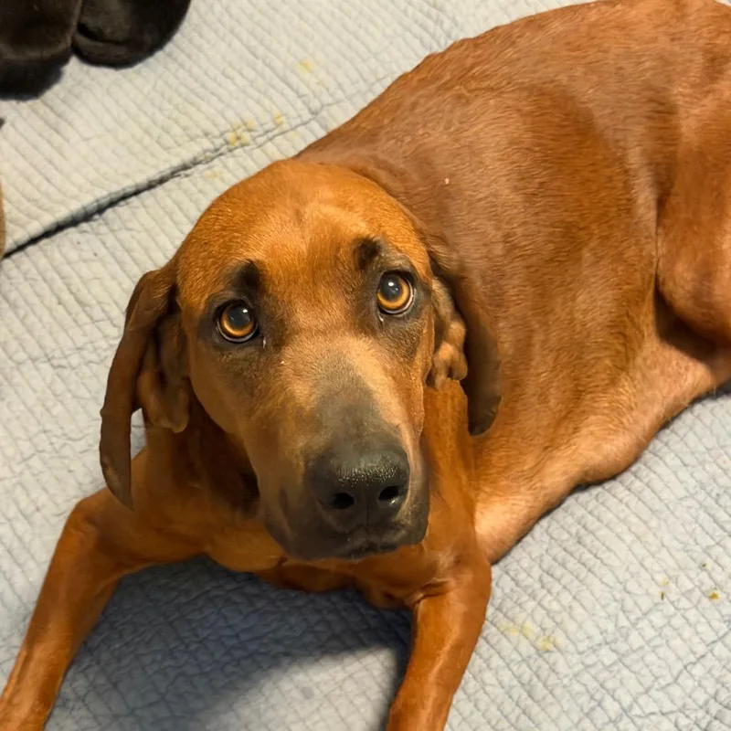 An adult medium-sized female Red / Chestnut / Orange Redbone Coonhound dog named Mama Mable for adoption in Brownsboro, AL