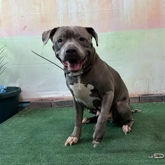 An adult large-sized female Gray / Blue / Silver Staffordshire Bull Terrier dog named Dior for adoption in San Gabriel, CA