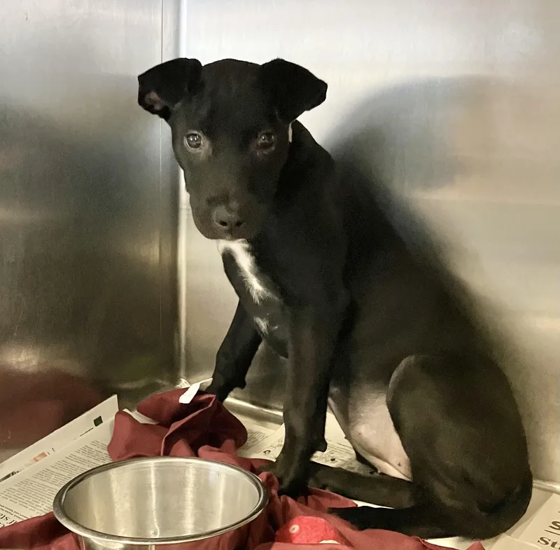 A baby medium-sized female Black Mixed Breed dog named Mora for adoption in Parma, OH