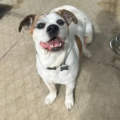 A baby small-sized male White / Cream Terrier dog named 26-514 for adoption in Los Banos, CA