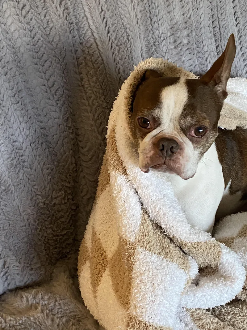 An adult medium-sized male Boston Terrier dog named Roscoe for adoption in New York, NY