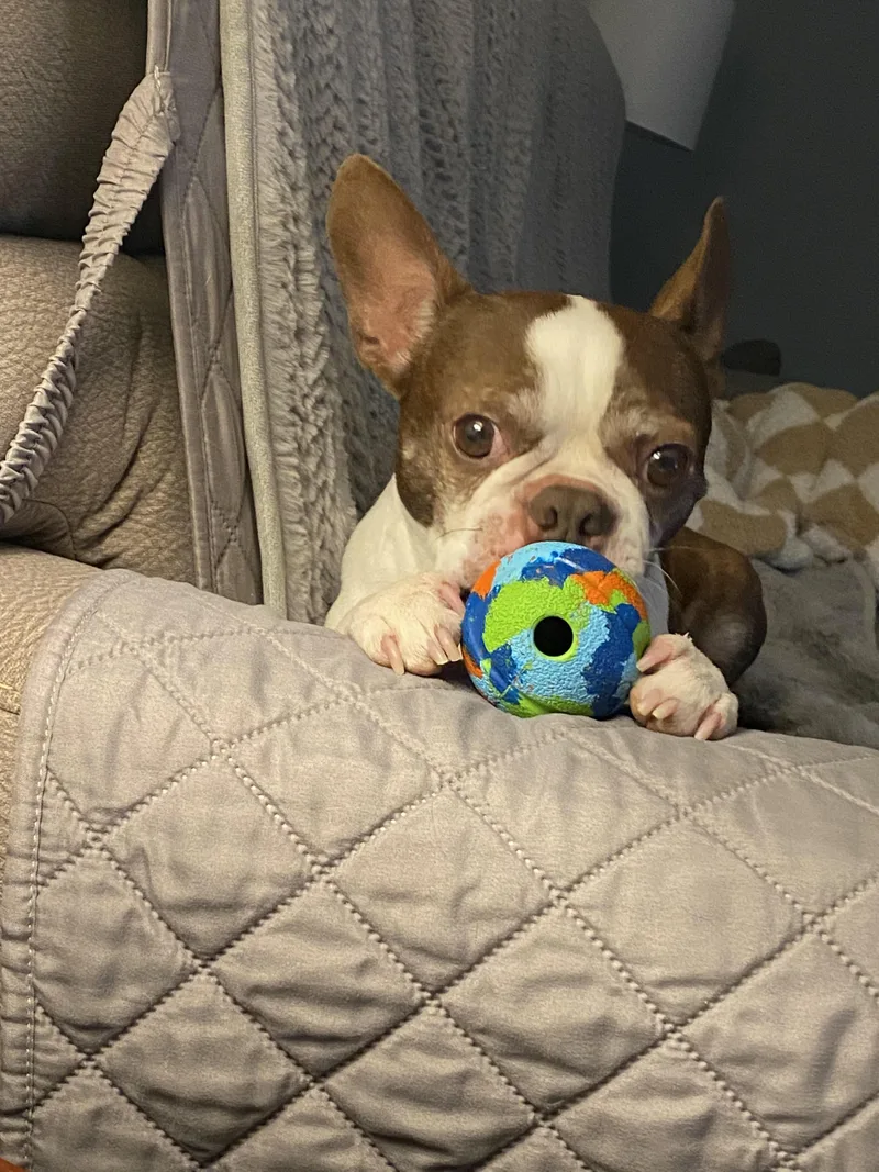 Roscoe thumbnail 2