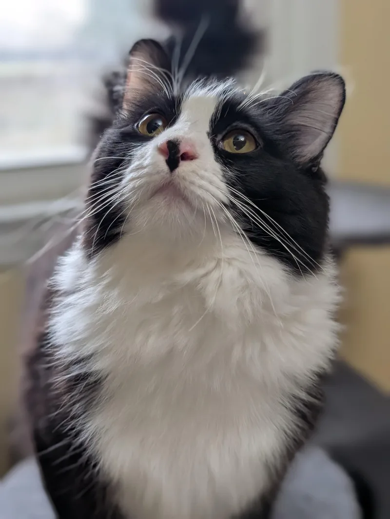 A young large-sized male Domestic Long Hair cat named Gator for adoption in West Lafayette, IN