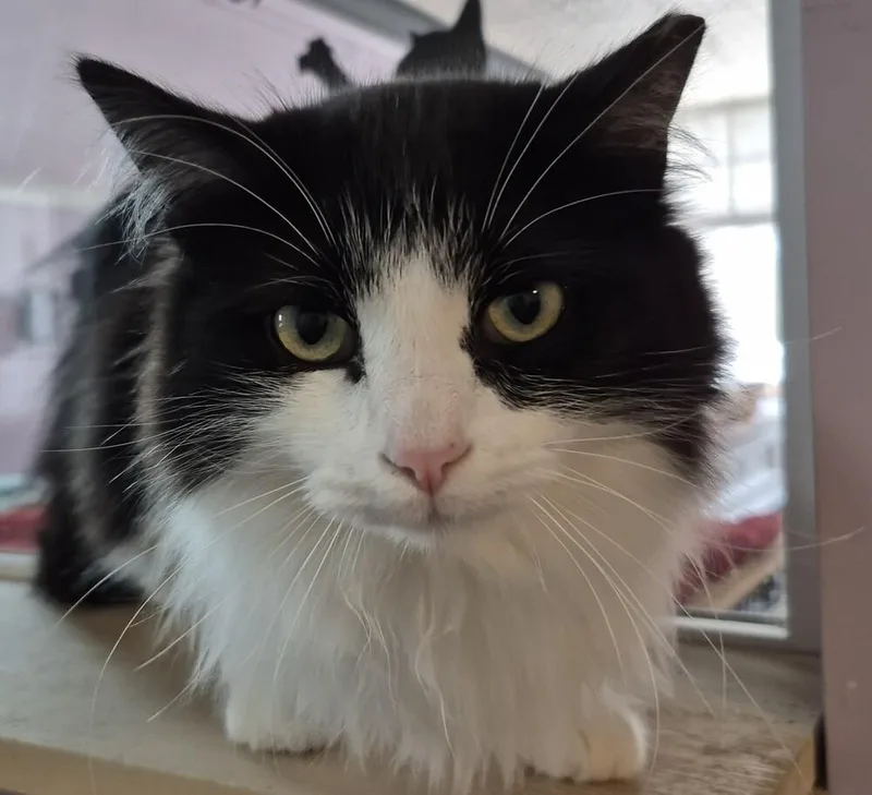 A baby large-sized male Black & White / Tuxedo Domestic Long Hair cat named Remus for adoption in Wild Rose, WI
