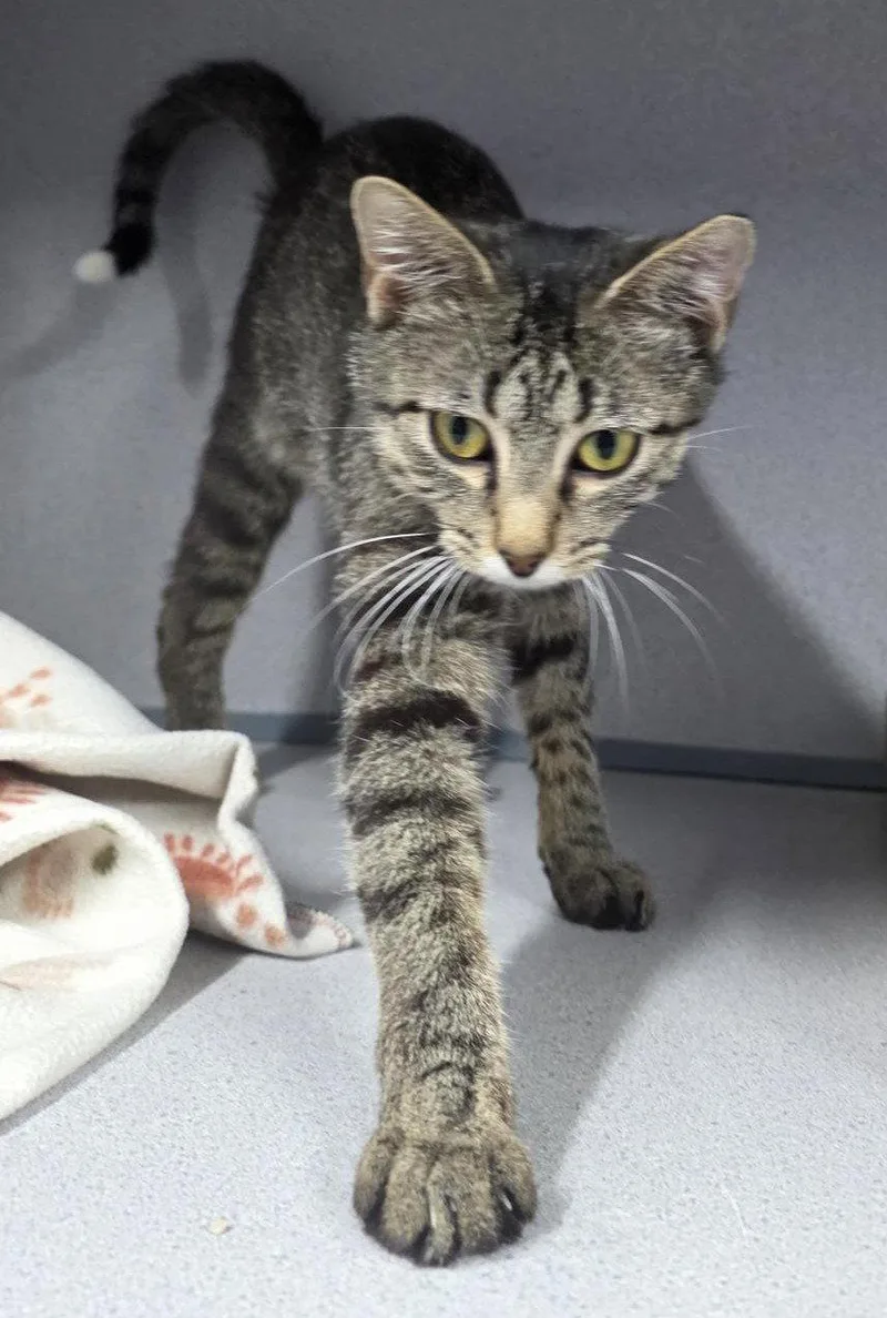A young medium-sized female Domestic Short Hair cat named Miss Fritter for adoption in Knoxville, IA