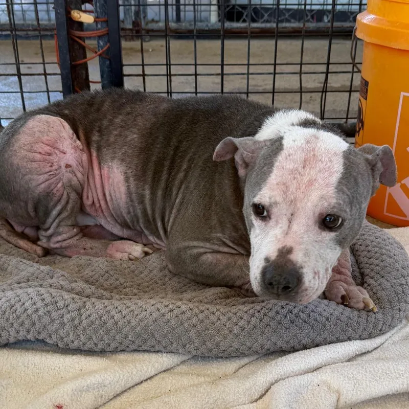 An adult medium-sized female Gray / Blue / Silver Mixed Breed dog named Rosie for adoption in Lake Jackson, TX