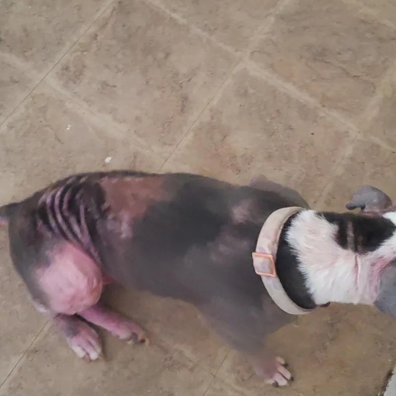 Rosie thumbnail 2