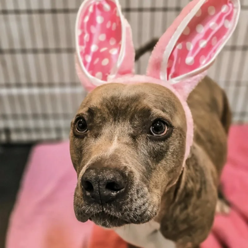 An adult medium-sized female Brindle Pit Bull Terrier dog named Tink for adoption in Mokena, IL