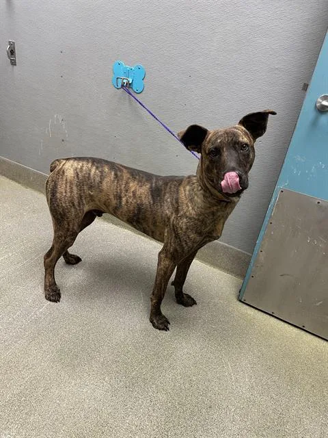 A young medium-sized male Pit Bull Terrier dog named Dexter for adoption in Las Vegas, NV