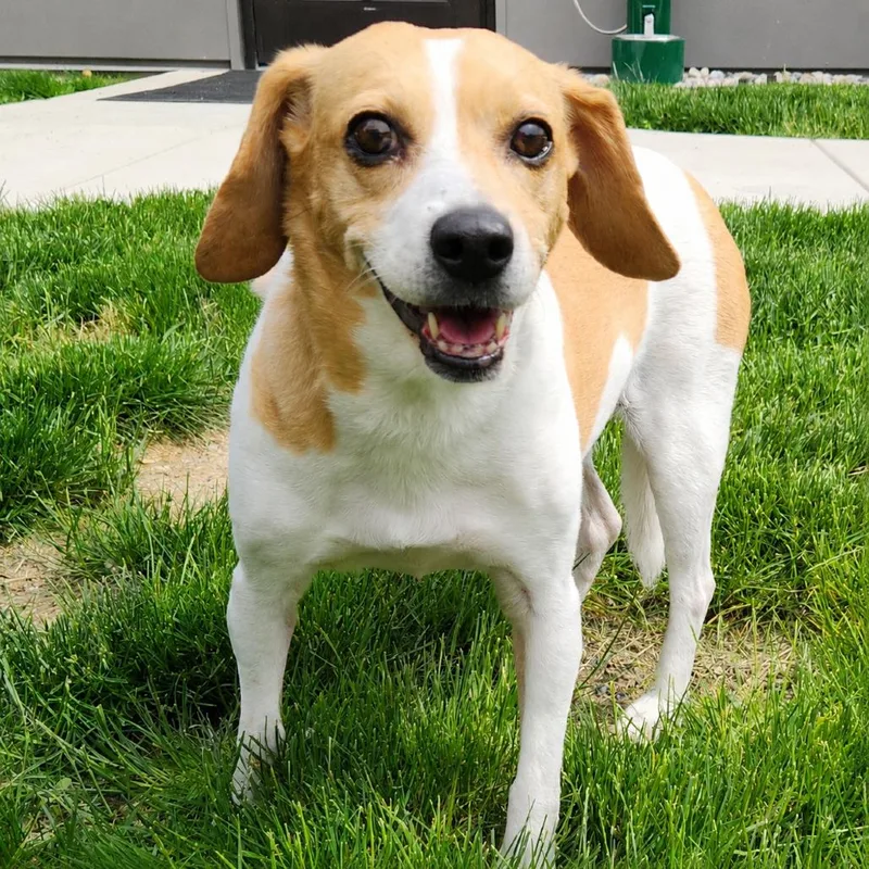 A senior small-sized female Yellow / Tan / Blond / Fawn Beagle dog named Lucy for adoption in Fort Wayne, IN