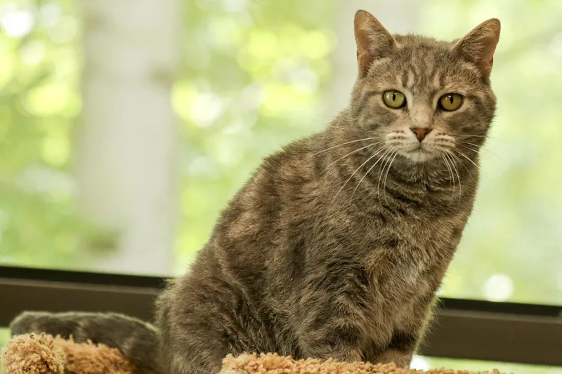 Freckles thumbnail 3