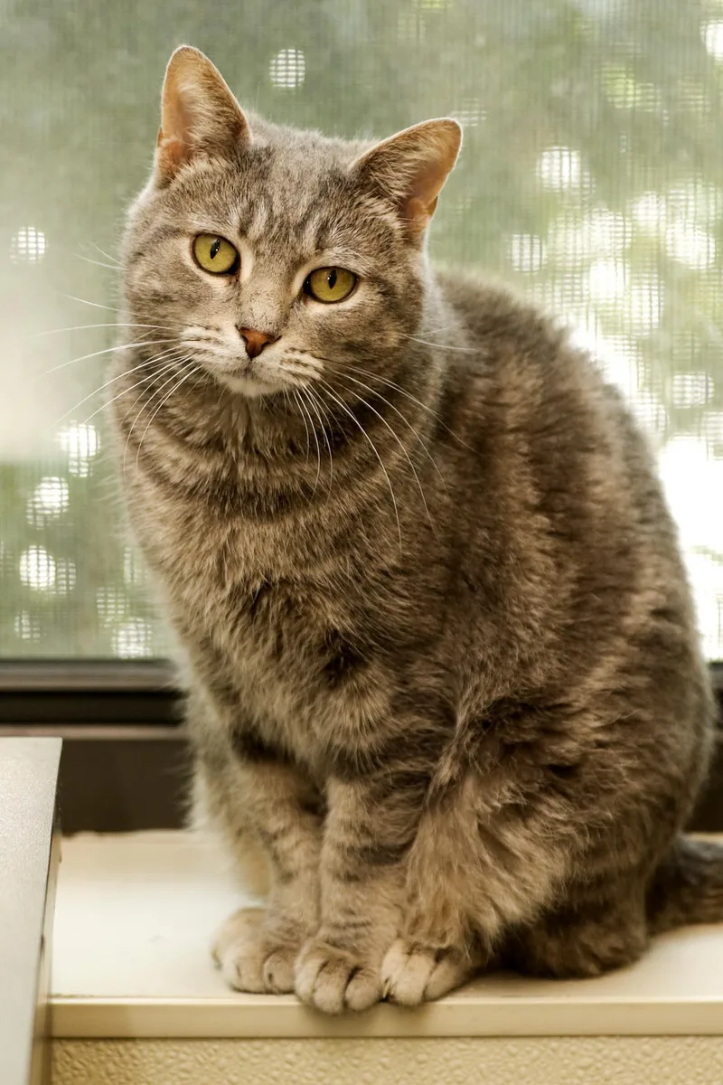 Freckles thumbnail 4