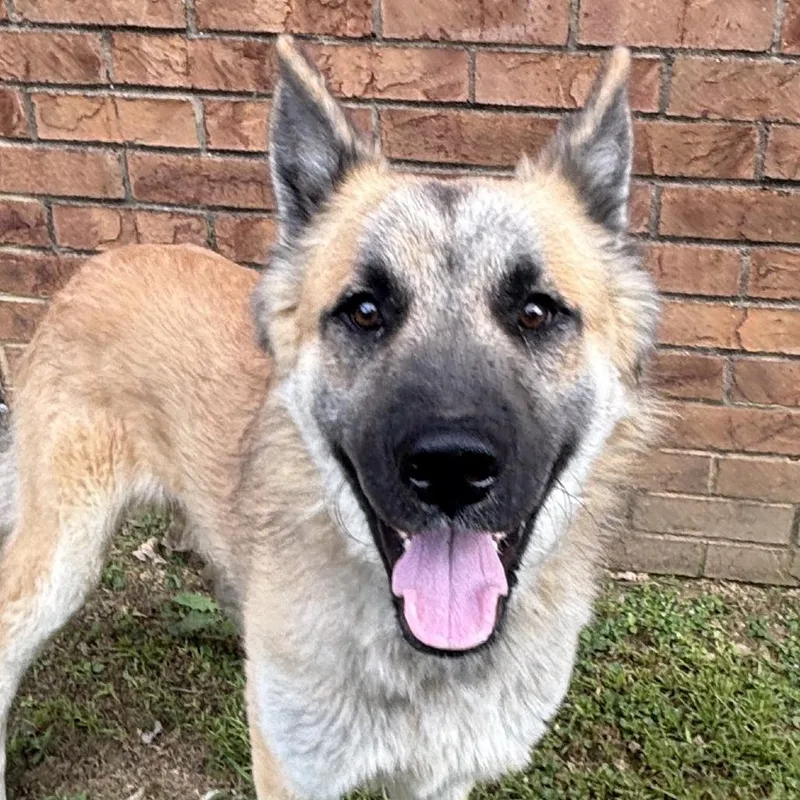 An adult medium-sized male Shepherd dog named Drake for adoption in Birmingham, AL