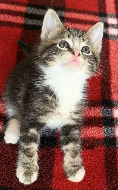 A baby small-sized male Black Domestic Short Hair cat named Ringo for adoption in Liverpool, TX