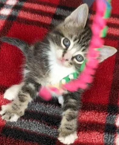 Ringo thumbnail 3