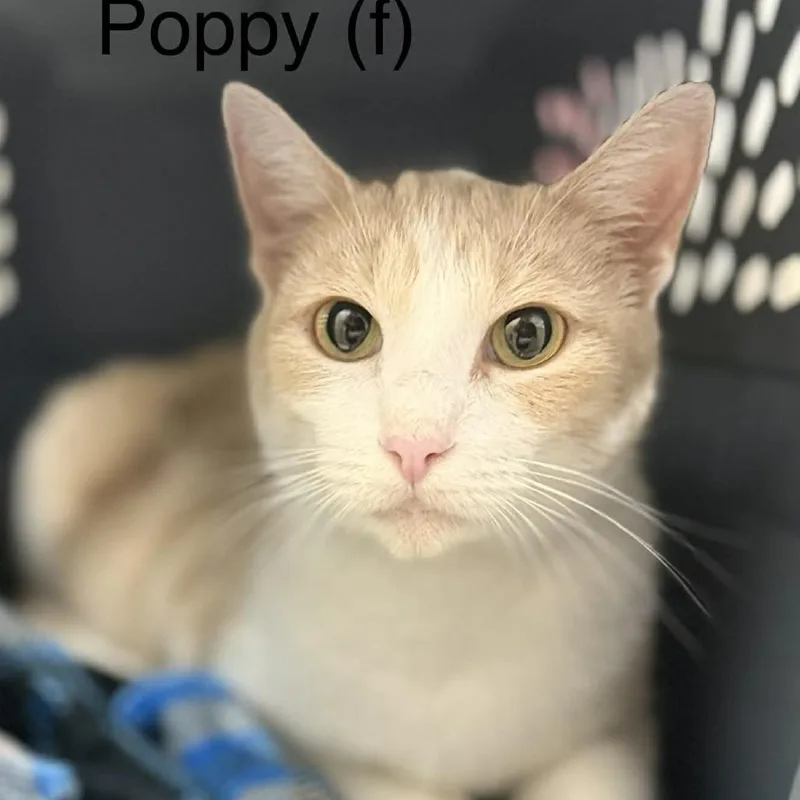 An adult medium-sized female Orange / Red Domestic Short Hair cat named Poppy for adoption in Madisonville, TN