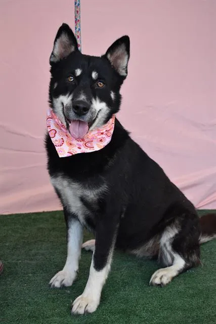 An adult medium-sized female Siberian Husky dog named Lava Cake for adoption in Bakersfield, CA