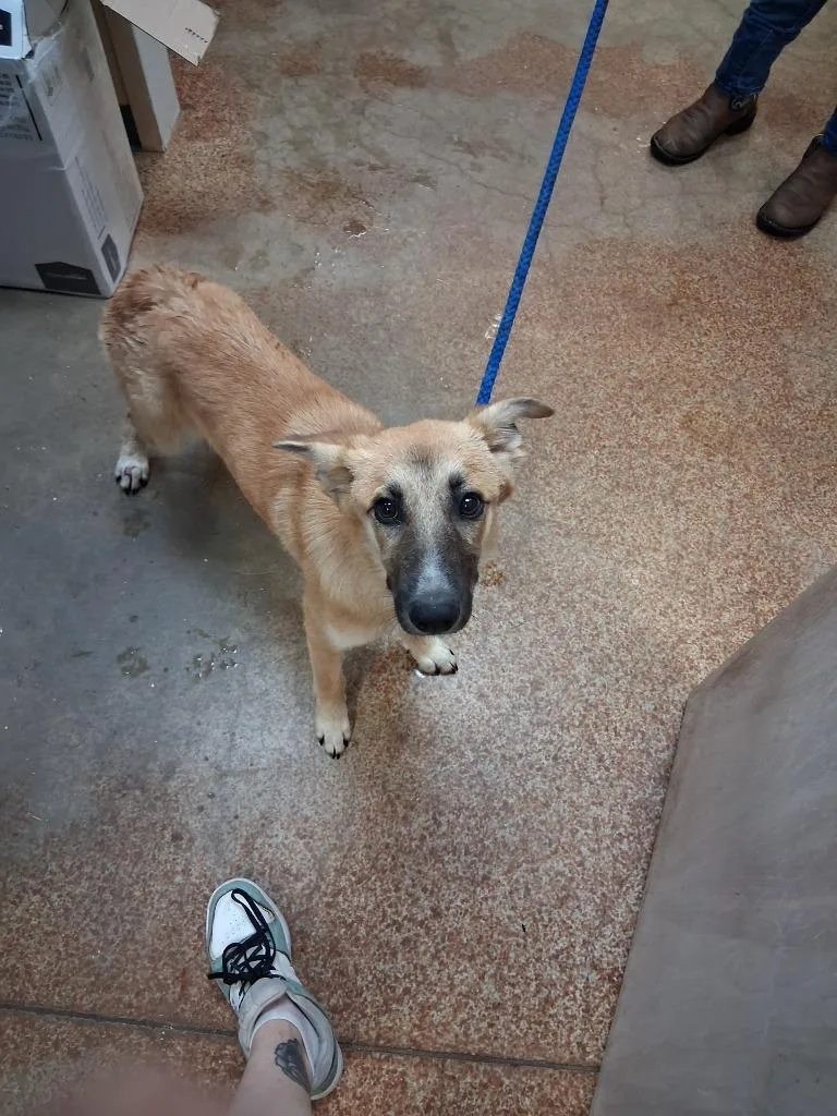 A baby medium-sized female Shepherd dog named Francine for adoption in Brownwood, TX