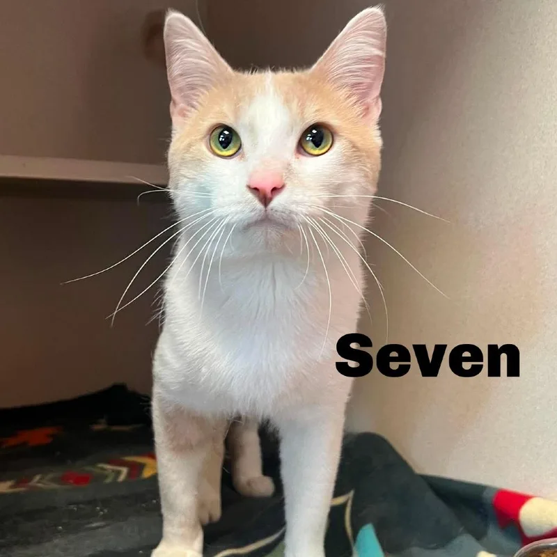 Seven