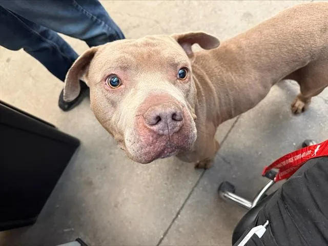 An adult large-sized male Pit Bull Terrier dog named Bosephus for adoption in Tucson, AZ