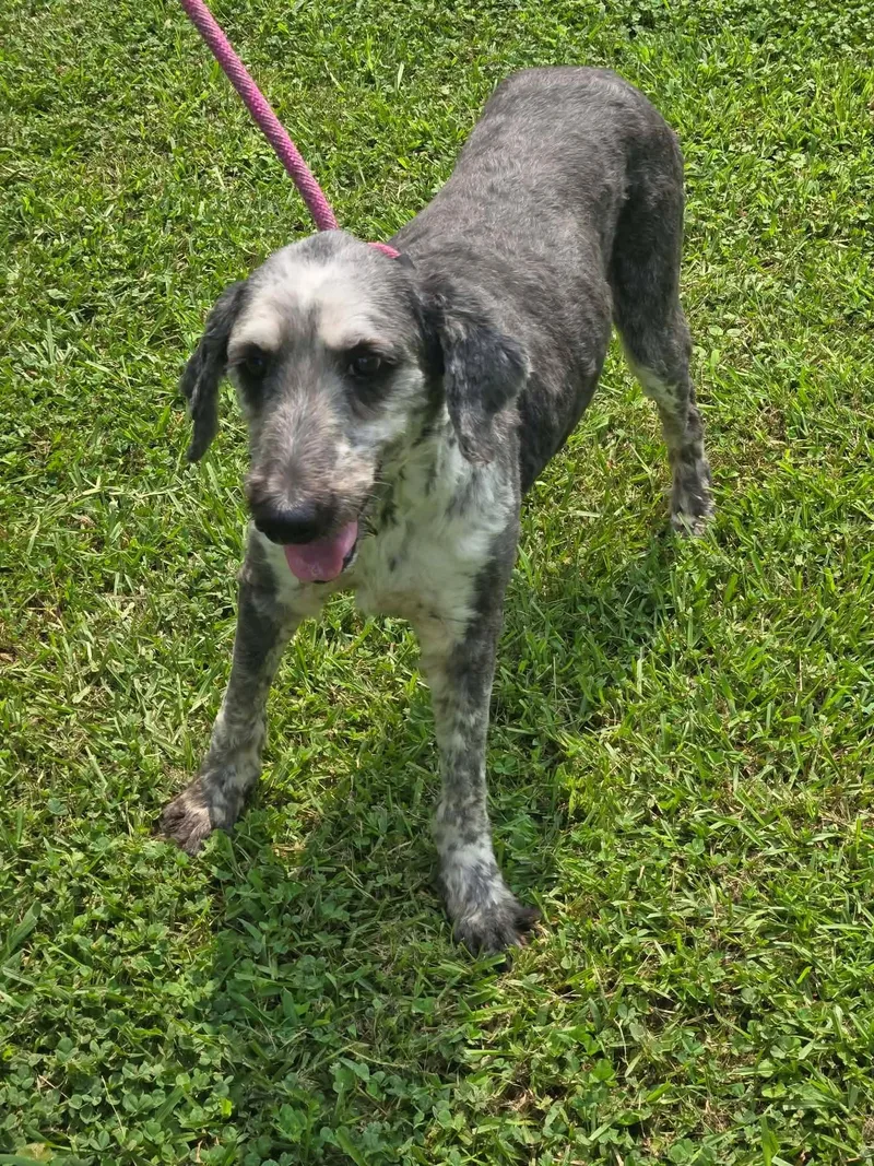 A young medium-sized male Gray / Blue / Silver Sheepadoodle dog named Gaston for adoption in Eatontown, NJ