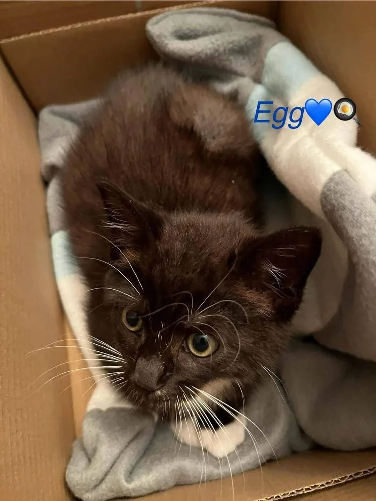 A baby small-sized male Black & White / Tuxedo Domestic Short Hair cat named Egg for adoption in Virginia Beach, VA