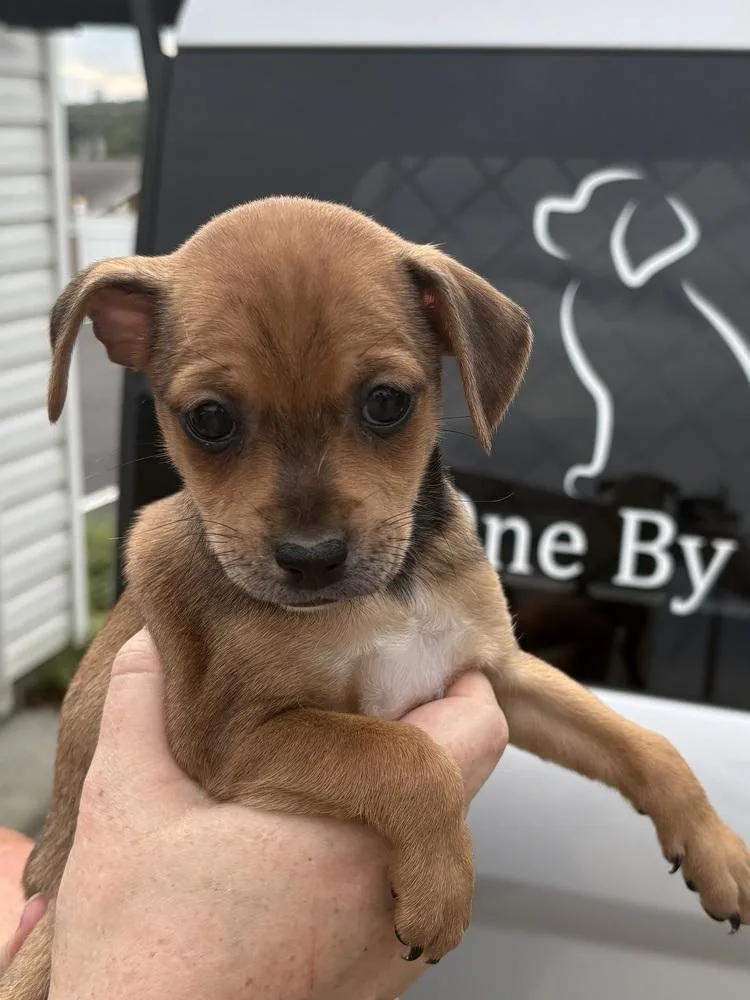 A baby small-sized female Chihuahua dog named Mocha for adoption in Irwin, PA