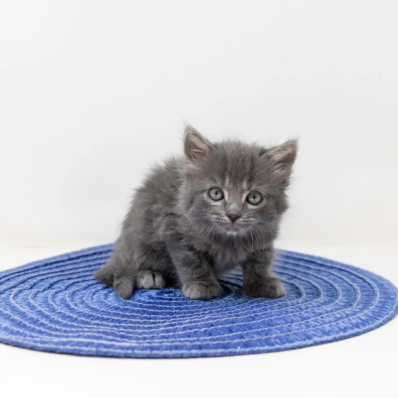 A baby medium-sized male Tabby (Gray / Blue / Silver) Tabby cat named Raphael for adoption in Trophy Club, TX
