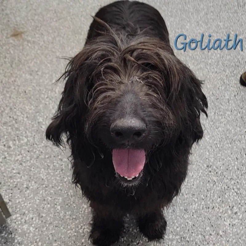 An adult large-sized male Irish Wolfhound dog named Goliath for adoption in Parkersburg, WV