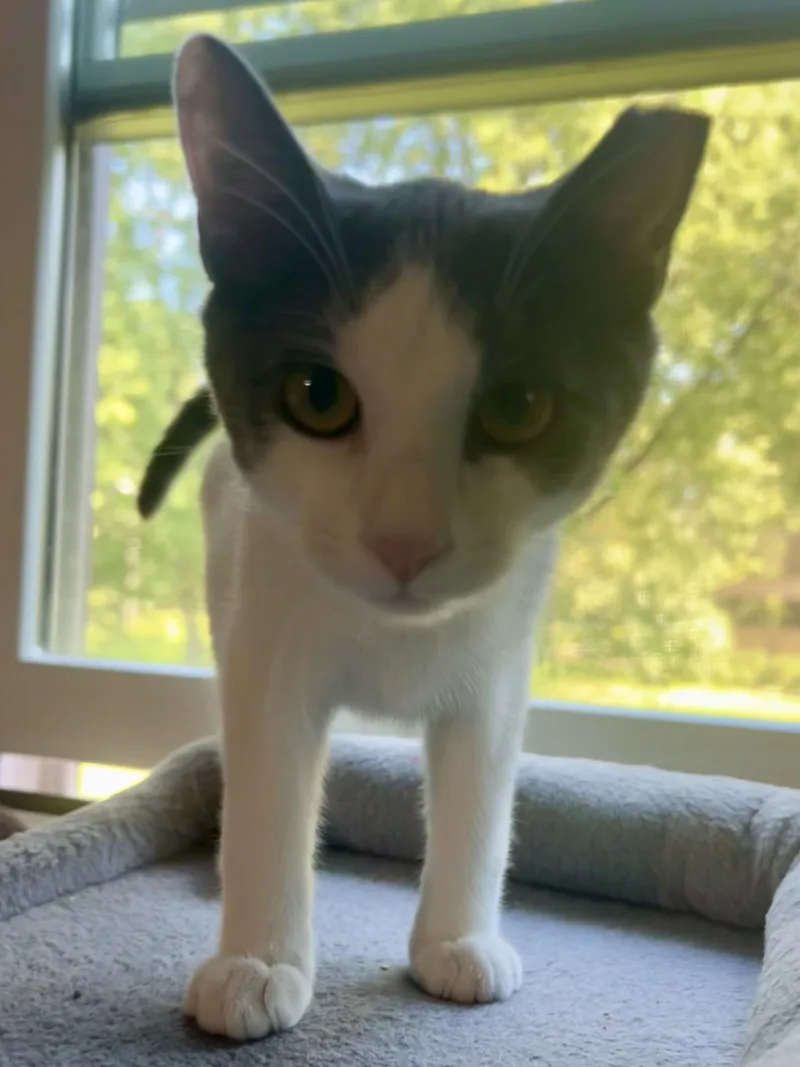 A baby small-sized male Gray & White Domestic Short Hair cat named Corn for adoption in Warminster, PA