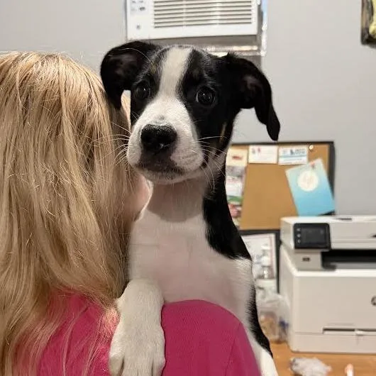 A baby medium-sized male Black Mixed Breed dog named Mason for adoption in Wappingers Falls, NY