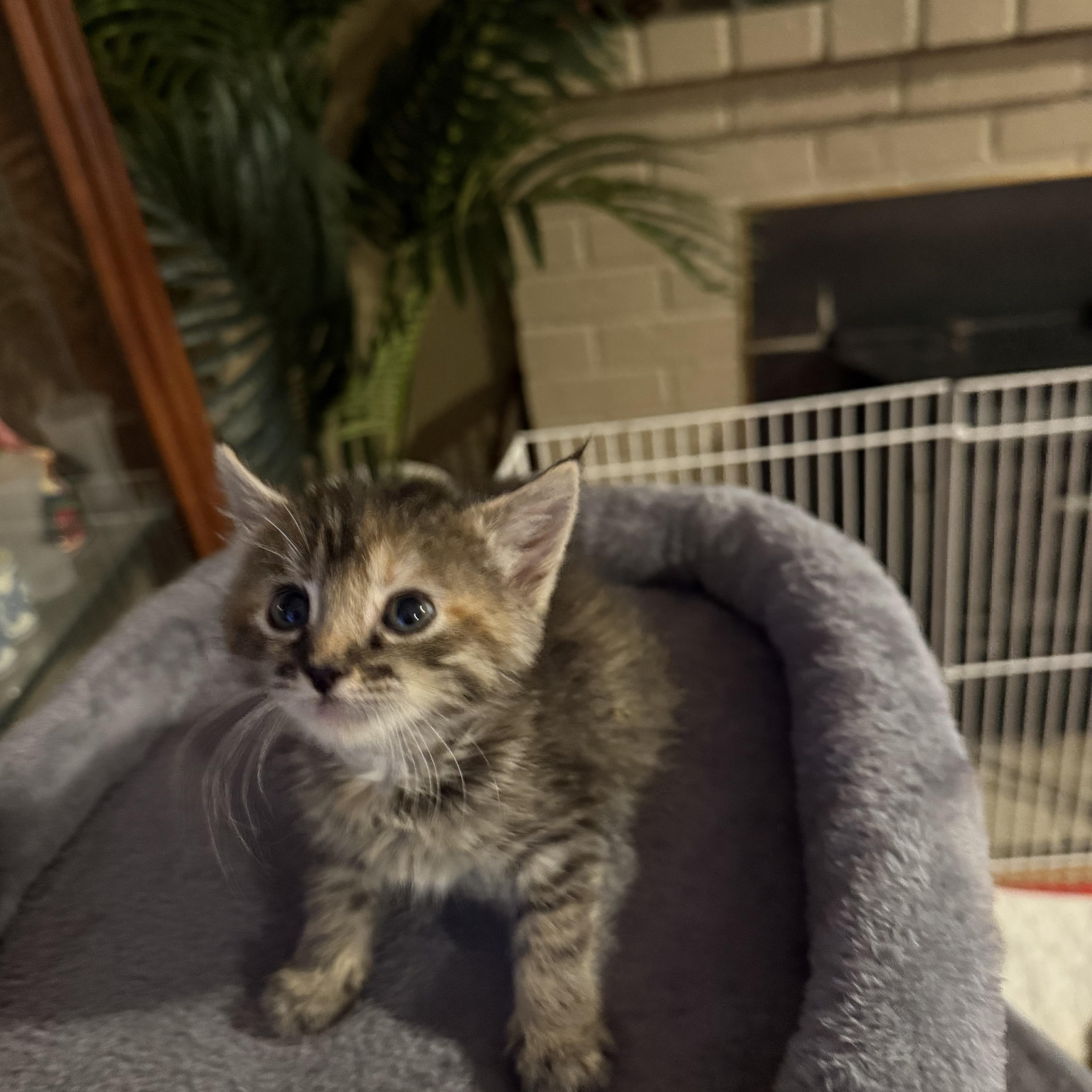 A baby small-sized female Tabby (Gray / Blue / Silver) Domestic Short Hair cat named Calypso for adoption in Tracy, CA