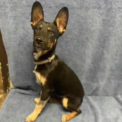 A baby medium-sized male Australian Cattle Dog / Blue Heeler dog named Lorenzo for adoption in Red Bluff, CA