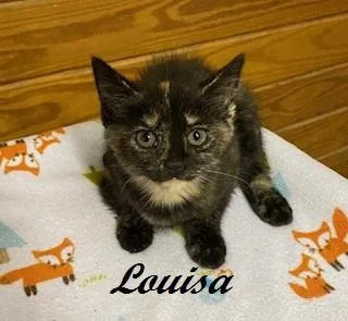 Louisa