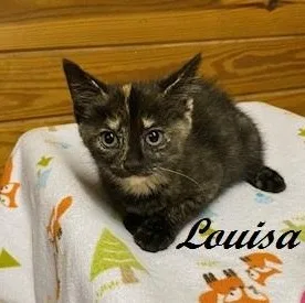Louisa thumbnail 3