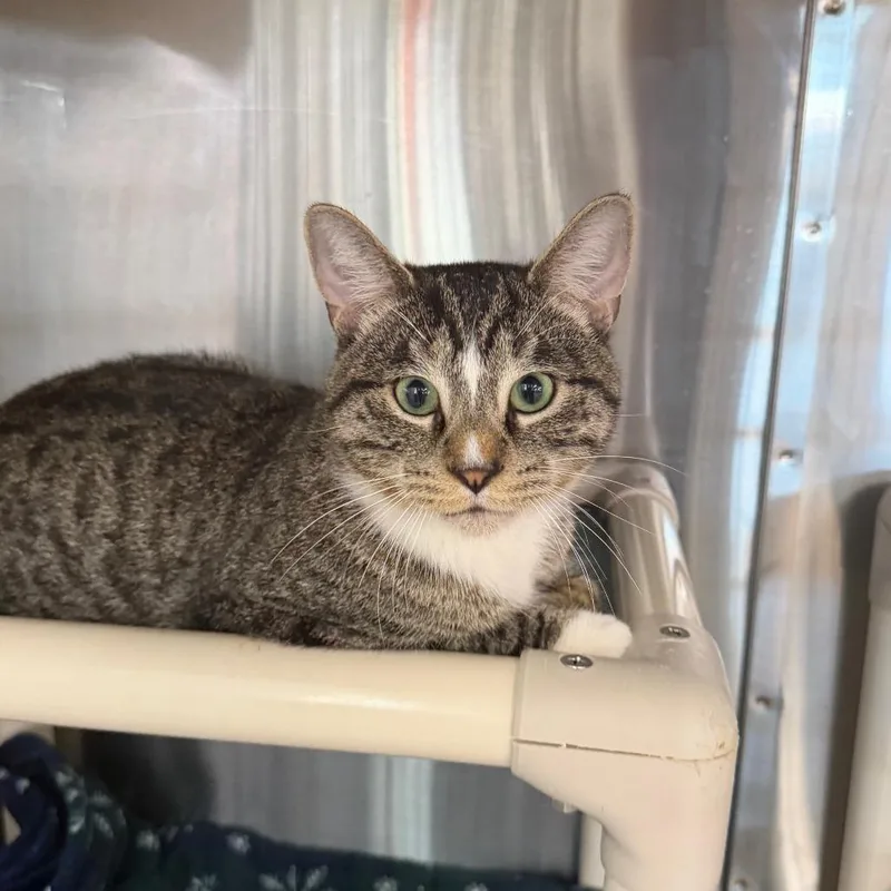 A young small-sized male Domestic Short Hair cat named Missing Purrson for adoption in Spanish Fork, UT